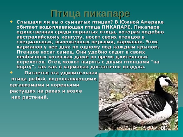 Птица пикапаре  Слышали ли вы о сумчатых птицах? В Южной Америке обитает водоплавающая птица ПИКАПАРЕ. Пикапаре единственная среди пернатых птица, которая подобно австралийскому кенгуру, носит своих птенцов в специальных, выложенных перьями, карманах. Этих карманов у нее два: по одному под каждым крылом. Птенцов носит самец. Они удобно сидят в своих необычных колясках даже во время длительных перелетов. Отец может нырять с двумя птенцами 