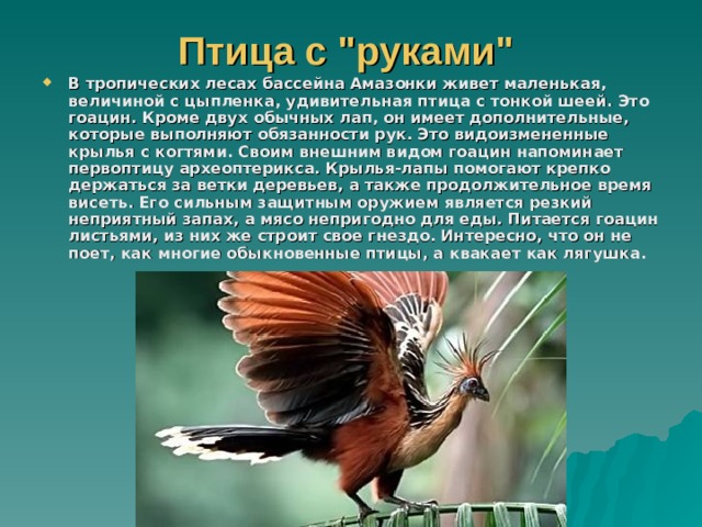 Птица с 