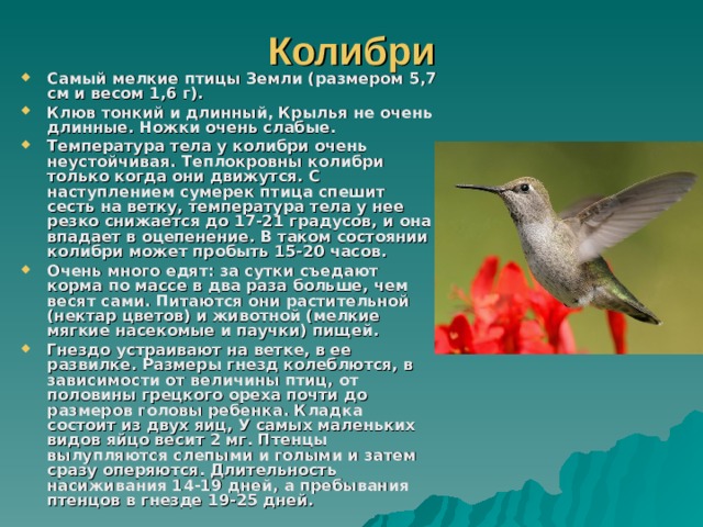 Колибри Самый мелкие птицы Земли (размером 5,7 см и весом 1,6 г). Клюв тонкий и длинный, Крылья не очень длинные. Ножки очень слабые. Температура тела у колибри очень неустойчивая. Теплокровны колибри только когда они движутся. С наступлением сумерек птица спешит сесть на ветку, температура тела у нее резко снижается до 17-21 градусов, и она впадает в оцепенение. В таком состоянии колибри может пробыть 15-20 часов. Очень много едят: за сутки съедают корма по массе в два раза больше, чем весят сами. Питаются они растительной (нектар цветов) и животной (мелкие мягкие насекомые и паучки) пищей. Гнездо устраивают на ветке, в ее развилке. Размеры гнезд колеблются, в зависимости от величины птиц, от половины грецкого ореха почти до размеров головы ребенка. Кладка состоит из двух яиц, У самых маленьких видов яйцо весит 2 мг. Птенцы вылупляются слепыми и голыми и затем сразу оперяются. Длительность насиживания 14-19 дней, а пребывания птенцов в гнезде 19-25 дней. 
