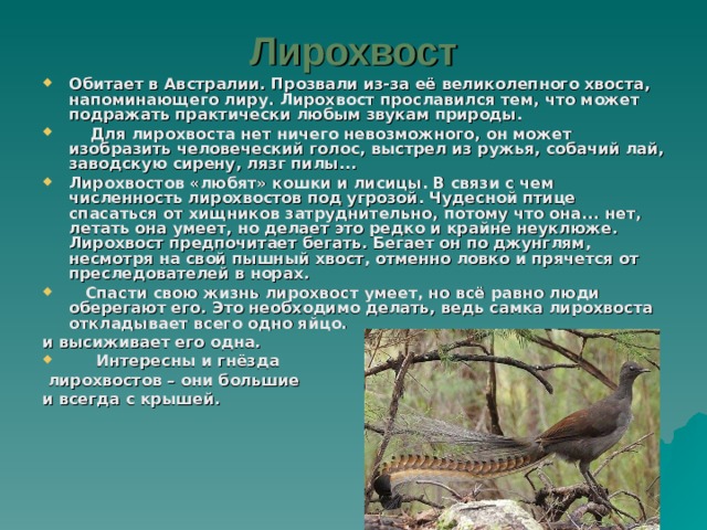 Лирохвост Обитает в Австралии. Прозвали из-за её великолепного хвоста, напоминающего лиру. Лирохвост прославился тем, что может подражать практически любым звукам природы.  Для лирохвоста нет ничего невозможного, он может изобразить человеческий голос, выстрел из ружья, собачий лай, заводскую сирену, лязг пилы... Лирохвостов «любят» кошки и лисицы. В связи с чем численность лирохвостов под угрозой. Чудесной птице спасаться от хищников затруднительно, потому что она... нет, летать она умеет, но делает это редко и крайне неуклюже. Лирохвост предпочитает бегать. Бегает он по джунглям, несмотря на свой пышный хвост, отменно ловко и прячется от преследователей в норах.  Спасти свою жизнь лирохвост умеет, но всё равно люди оберегают его. Это необходимо делать, ведь самка лирохвоста откладывает всего одно яйцо. и высиживает его одна.  Интересны и гнёзда  лирохвостов – они большие и всегда с крышей. 