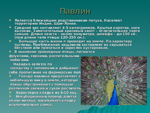 Павлин Является ближайшим родственником петуха. Населяет территорию Индии, Шри-Ланки. Средний вес составляет 4-5 килограммов. Крылья коротки, ноги высокие. Замечательный красивый хвост – отличительная черта самцов. Длина хвоста – около полуметра, шлейфа – до 150 см. (при длине тела птицы 120-250 см.).  Большую часть жизни п проводит на земле. По характеру пугливы. Приближение хищников заставляет их скрываться бегством или прятаться в зарослях кустарников. В основном травоядные птицы, питаются фруктами, зернами, растительными  побегами.  Нередко селятся по  соседству с человеком и добывают себе пропитание на фермерских полях.  Гнездо павлина представляет собой  небольшую ямку в земле, которую  птицы обустраивают с помощью различной свежей и сухой растительности.  Характерна кладка из 4-10 яиц.  Инкубационный период длится около месяца, насиживает кладку исключительно самка. 
