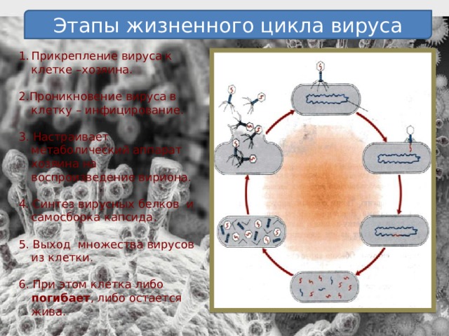 Этапы жизненного цикла вируса Прикрепление вируса к клетке –хозяина. 2.Проникновение вируса в клетку – инфицирование. 3. Настраивает метаболический аппарат хозяина на воспроизведение вириона. 4. Синтез вирусных белков и самосборка капсида. 5. Выход множества вирусов из клетки. 6. При этом кл етка либо погибает , либо остается жива.  