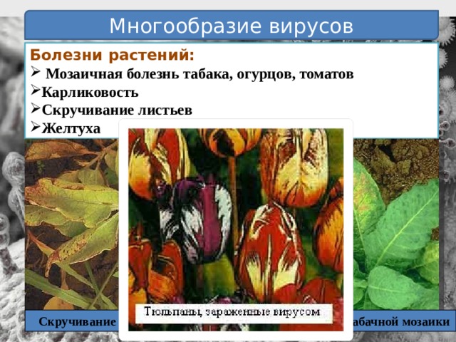 Многообразие вирусов Болезни растений:  Мозаичная болезнь табака, огурцов, томатов Карликовость Скручивание листьев Желтуха Скручивание листьев Вирус табачной мозаики 