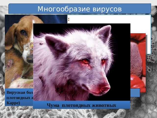 Многообразие вирусов Болезни животных:  Ящур Инфекционная анемия лошадей Чума свиней, птиц Грипп свиней, птиц  Ящур коров Вирусная болезнь плотоядных животных (болезнь Карре) Чума плотоядных животных 
