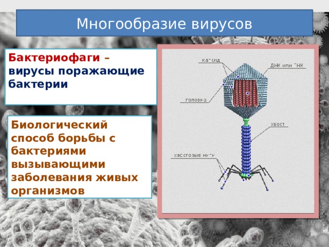 Многообразие вирусов Бактериофаги – вирусы поражающие бактерии  Биологический способ борьбы с бактериями вызывающими заболевания живых организмов  