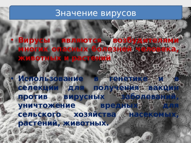 Значение вирусов  Вирусы являются возбудителями многих опасных болезней человека, животных и растений  Использование в генетике и в селекции для получения вакцин против вирусных заболеваний, уничтожение вредных для сельского хозяйства насекомых, растений, животных. 