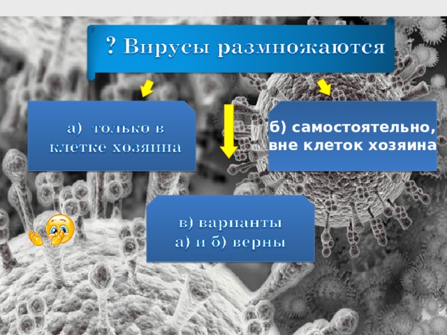 б) самостоятельно, вне клеток хозяина 