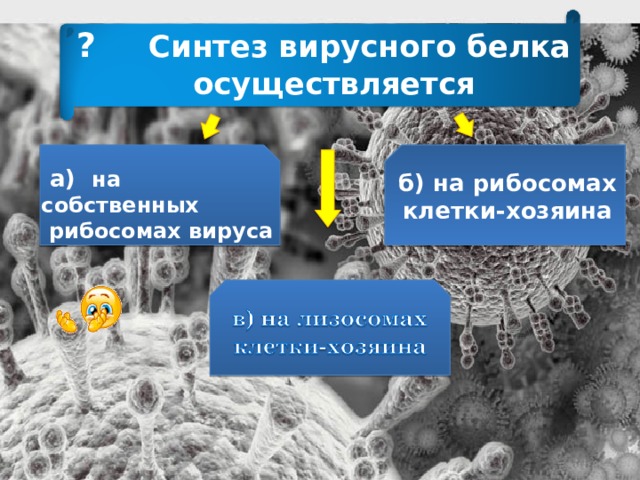 ? Синтез вирусного белка  осуществляется  а) на собственных  рибосомах вируса б) на рибосомах клетки-хозяина 