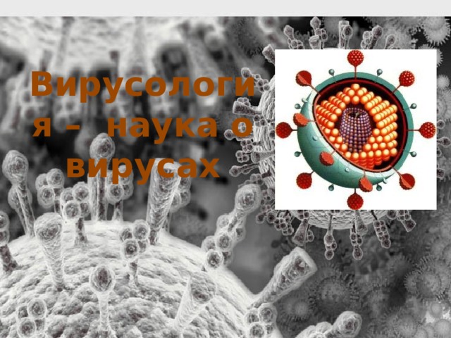 Вирусология – наука о вирусах 