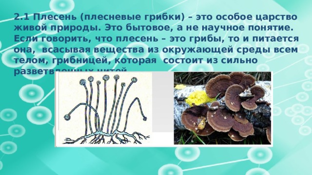 2.1 Плесень (плесневые грибки) – это особое царство живой природы. Это бытовое, а не научное понятие. Если говорить, что плесень – это грибы, то и питается она, всасывая вещества из окружающей среды всем телом, грибницей, которая состоит из сильно разветвленных нитей. 