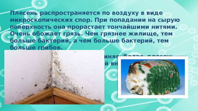 Плесень распространяется по воздуху в виде микроскопических спор. При попадании на сырую поверхность она прорастает тончайшими нитями. Очень обожает грязь. Чем грязнее жилище, тем больше бактерий, а чем больше бактерий, тем больше грибов. Чёрная, зелёная, красная, синяя, белая плесень названа так за окраску своей внешней части нитей . 