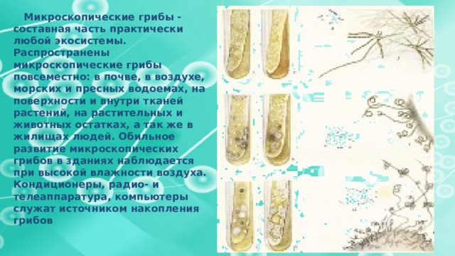  Микроскопические грибы - составная часть практически любой экосистемы. Распространены микроскопические грибы повсеместно: в почве, в воздухе, морских и пресных водоемах, на поверхности и внутри тканей растений, на растительных и животных остатках, а так же в жилищах людей. Обильное развитие микроскопических грибов в зданиях наблюдается при высокой влажности воздуха. Кондиционеры, радио- и телеаппаратура, компьютеры служат источником накопления грибов 