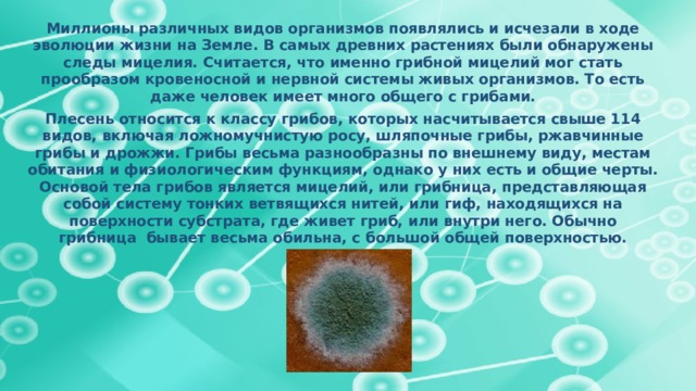 Миллионы различных видов организмов появлялись и исчезали в ходе эволюции жизни на Земле. В самых древних растениях были обнаружены следы мицелия. Считается, что именно грибной мицелий мог стать прообразом кровеносной и нервной системы живых организмов. То есть даже человек имеет много общего с грибами. Плесень относится к классу грибов, которых насчитывается свыше 114 видов, включая ложномучнистую росу, шляпочные грибы, ржавчинные грибы и дрожжи. Грибы весьма разнообразны по внешнему виду, местам обитания и физиологическим функциям, однако у них есть и общие черты. Основой тела грибов является мицелий, или грибница, представляющая собой систему тонких ветвящихся нитей, или гиф, находящихся на поверхности субстрата, где живет гриб, или внутри него. Обычно грибница  бывает весьма обильна, с большой общей поверхностью. 