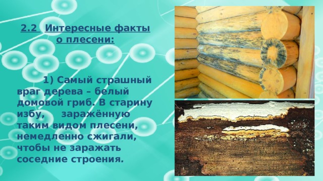  2.2  Интересные факты о плесени:    1) Самый страшный враг дерева – белый домовой гриб. В старину избу, заражённую таким видом плесени, немедленно сжигали, чтобы не заражать соседние строения . 