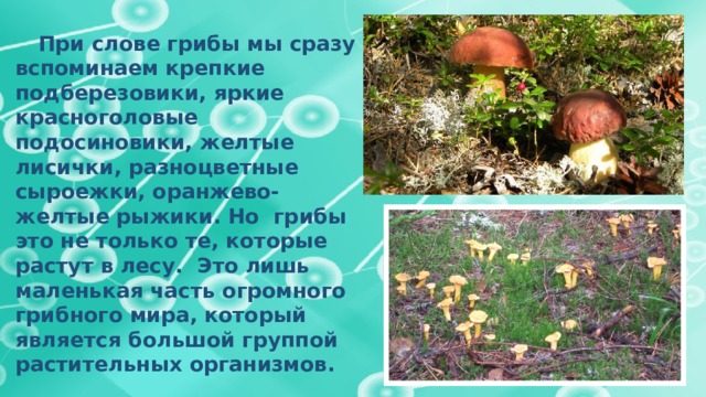  При слове грибы мы сразу вспоминаем крепкие подберезовики, яркие красноголовые подосиновики, желтые лисички, разноцветные сыроежки, оранжево-желтые рыжики. Но грибы это не только те, которые растут в лесу. Это лишь маленькая часть огромного грибного мира, который является большой группой растительных организмов. 
