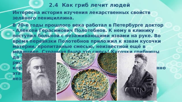 2.4 Как гриб лечит людей Интересна история изучения лекарственных свойств зелёного пенициллина. В 70-е годы прошлого века работал в Петербурге доктор - Алексей Герасимович Полотебнов. К нему в клинику поступил больной с незаживающими язвами на руке. Во время перевязки Полотебнов приложил к язвам кусочки материи, пропитанные смесью, неизвестной ещё в медицине. Странная была это смесь! Кусочки грибницы да зелёная пыль плесени. Её Полотебнов смёл рисовальной кисточкой с позеленевшей апельсиновой корки и растёр в чашке с миндальным маслом. Но именно эта смесь помогла больному. Через двое суток незаживающие язвы зажили. 