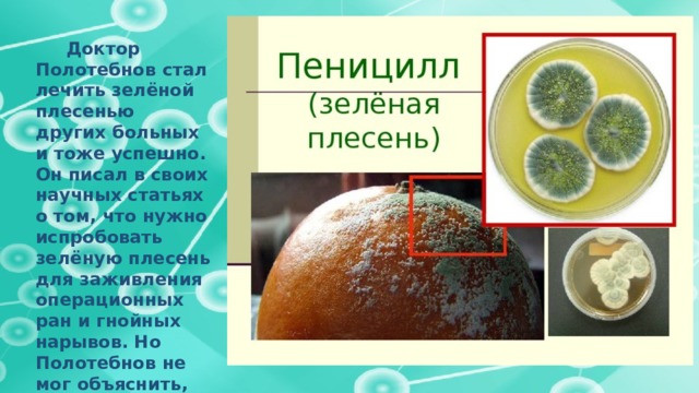  Доктор Полотебнов стал лечить зелёной плесенью других больных и тоже успешно. Он писал в своих научных статьях о том, что нужно испробовать зелёную плесень для заживления операционных ран и гнойных нарывов. Но Полотебнов не мог объяснить, почему зелёная плесень излечивает больных. Тогда наука ещё не в силах была дать ответ. 