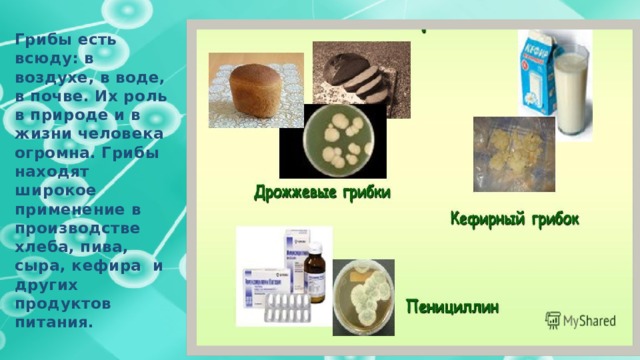Грибы есть всюду: в воздухе, в воде, в почве. Их роль в природе и в жизни человека огромна. Грибы находят широкое применение в производстве хлеба, пива, сыра, кефира  и других продуктов питания. 