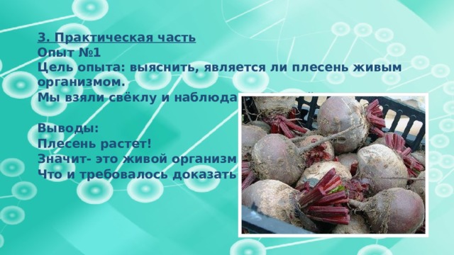 3. Практическая часть Опыт №1  Цель опыта: выяснить, является ли плесень живым организмом. Мы взяли свёклу и наблюдали 10 дней.   Выводы: Плесень растет! Значит- это живой организм! Что и требовалось доказать!   