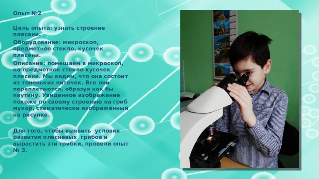 Опыт №2  Цель опыта: узнать строение плесени. Оборудование: микроскоп, предметное стекло, кусочек плесени. Описание: помещаем в микроскоп, на предметное стекло кусочек плесени. Мы видим, что она состоит из тоненьких ниточек. Все они переплетаются, образуя как бы паутину. Увиденное изображение похоже по своему строению на гриб мукор, схематически изображённый на рисунке.   Для того, чтобы выявить условия развития плесневых грибов и вырастить эти грибки, провели опыт № 3.   
