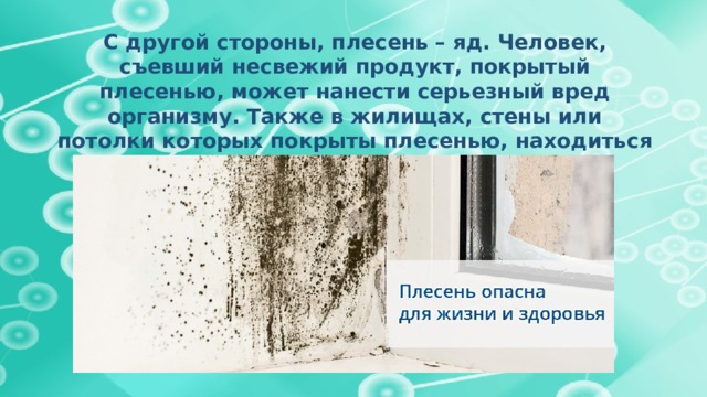 С другой стороны, плесень – яд. Человек, съевший несвежий продукт, покрытый плесенью, может нанести серьезный вред организму. Также в жилищах, стены или потолки которых покрыты плесенью, находиться и жить не безопасно. Она вызывает головокружение, головные боли, а также болезни легких.       