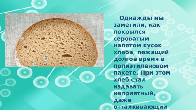  Однажды мы заметили, как покрылся сероватым налетом кусок хлеба, лежащий долгое время в полиэтиленовом пакете. При этом хлеб стал издавать неприятный, даже отталкивающий запах. 