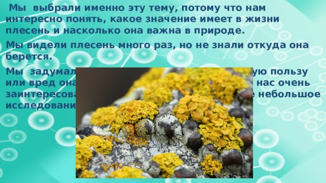  Мы выбрали именно эту тему, потому что нам интересно понять, какое значение имеет в жизни плесень и насколько она важна в природе. Мы видели плесень много раз, но не знали откуда она берется. Мы задумались, а как она появляется? Какую пользу или вред она приносит людям? Эти явления нас очень заинтересовали, и мы решили провести свое небольшое исследование. 