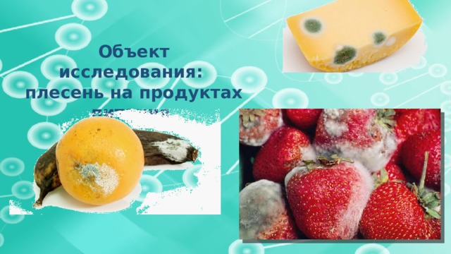 Объект исследования: плесень на продуктах питания. 