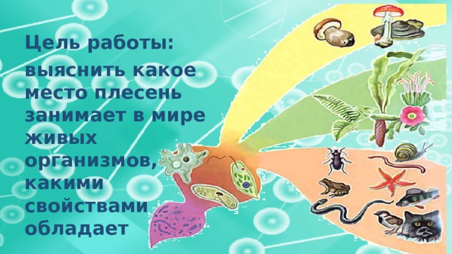 Цель работы: выяснить какое место плесень занимает в мире живых организмов, какими свойствами обладает 