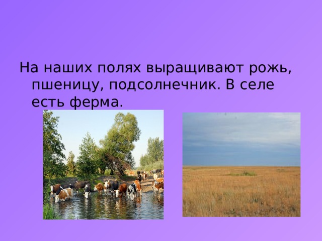На наших полях выращивают рожь, пшеницу, подсолнечник. В селе есть ферма. 