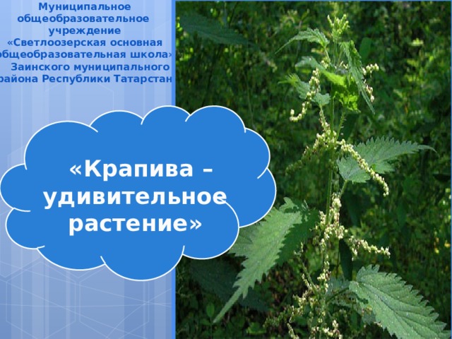 Муниципальное общеобразовательное  учреждение  «Светлоозерская основная общеобразовательная школа»  Заинского муниципального  района Республики Татарстан  «Крапива – удивительное растение» 