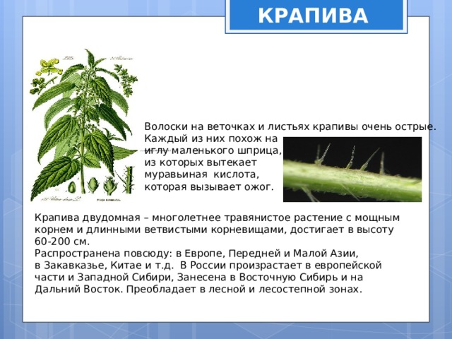 КРАПИВА Волоски на веточках и листьях крапивы очень острые. Каждый из них похож на иглу маленького шприца, из которых вытекает муравьиная кислота, которая вызывает ожог.           Крапи́ва  ( лат.   Urtīca ) — род цветковых растений семейства  крапивные .  Стебли и листья покрыты жгучими волосками, которые  дали название растению ( лат.   ūrō  «жгу»).  Наибольшее распространение в России имеют   крaпива  двудомная  ( Urtica dioica  L.) и  крапива   жгучая  ( Urtica urens  L.)     Крапива двудомная – многолетнее травянистое растение с мощным корнем и длинными ветвистыми корневищами, достигает в высоту 60-200 см. Распространена повсюду: в Европе, Передней и Малой Азии, в Закавказье, Китае и т.д. В России произрастает в европейской части и Западной Сибири, Занесена в Восточную Сибирь и на Дальний Восток. Преобладает в лесной и лесостепной зонах. 
