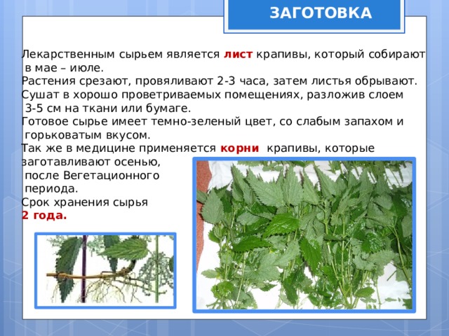 ЗАГОТОВКА Лекарственным сырьем является лист крапивы, который собирают  в мае – июле. Растения срезают, провяливают 2-3 часа, затем листья обрывают. Сушат в хорошо проветриваемых помещениях, разложив слоем  3-5 см на ткани или бумаге. Готовое сырье имеет темно-зеленый цвет, со слабым запахом и  горьковатым вкусом. Так же в медицине применяется корни крапивы, которые заготавливают осенью,  после Вегетационного  периода. Срок хранения сырья 2 года. 