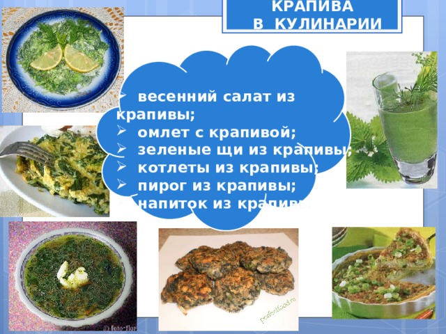 КРАПИВА  В КУЛИНАРИИ  весенний салат из крапивы;  омлет с крапивой;  зеленые щи из крапивы;  котлеты из крапивы;  пирог из крапивы;  напиток из крапивы 