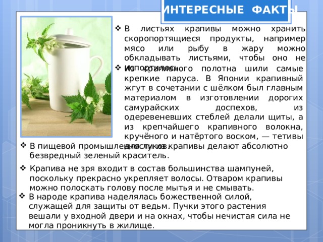 ИНТЕРЕСНЫЕ ФАКТЫ В листьях крапивы можно хранить скоропортящиеся продукты, например мясо или рыбу в жару можно обкладывать листьями, чтобы оно не испортилось. Из крапивного полотна шили самые крепкие паруса. В Японии крапивный жгут в сочетании с шёлком был главным материалом в изготовлении дорогих самурайских доспехов, из одеревеневших стеблей делали щиты, а из крепчайшего крапивного волокна, кручёного и натёртого воском, — тетивы для луков. В пищевой промышленности из крапивы делают абсолютно безвредный зеленый краситель. Крапива не зря входит в состав большинства шампуней, поскольку прекрасно укрепляет волосы. Отваром крапивы можно полоскать голову после мытья и не смывать. В народе крапива наделялась божественной силой, служащей для защиты от ведьм. Пучки этого растения вешали у входной двери и на окнах, чтобы нечистая сила не могла проникнуть в жилище. 