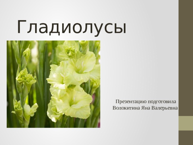 Гладиолусы Презентацию подготовила Волокитина Яна Валерьевна 