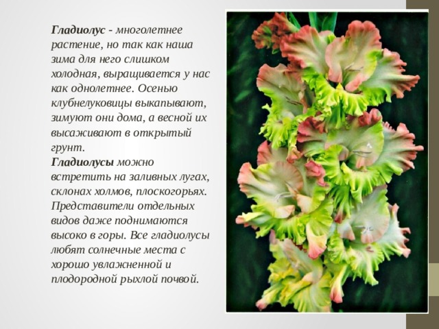 Гладиолус  - многолетнее растение, но так как наша зима для него слишком холодная, выращивается у нас как однолетнее. Осенью клубнелуковицы выкапывают, зимуют они дома, а весной их высаживают в открытый грунт. Гладиолусы  можно встретить на заливных лугах, склонах холмов, плоскогорьях. Представители отдельных видов даже поднимаются высоко в горы. Все гладиолусы любят солнечные места с хорошо увлажненной и плодородной рыхлой почвой. 