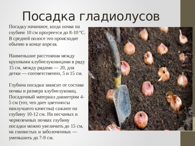 Посадка гладиолусов Посадку начинают, когда почва на глубине 10 см прогреется до 8-10 ºС. В средней полосе это происходит обычно в конце апреля. Наименьшие расстояния между крупными клубнелуковицами в ряду 15 см, между рядами — 20, для детки — соответственно, 5 и 15 см. Глубина посадки зависит от состава почвы и размера клубнелуковиц. Посадочный материал диаметром 4-5 см (тот, что дает цветоносы наилучшего качества) сажают на глубину 10-12 см. На песчаных и черноземных почвах глубину посадки можно увеличить до 15 см, на глинистых и заболоченных — уменьшить до 7-9 см. 