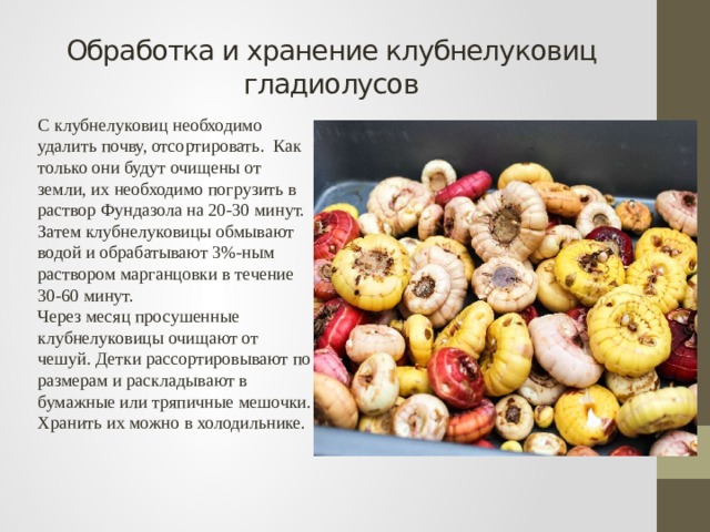 Обработка и хранение клубнелуковиц гладиолусов С клубнелуковиц необходимо удалить почву, отсортировать. Как только они будут очищены от земли, их необходимо погрузить в раствор Фундазола на 20-30 минут. Затем клубнелуковицы обмывают водой и обрабатывают 3%-ным раствором марганцовки в течение 30-60 минут. Через месяц просушенные клубнелуковицы очищают от чешуй. Детки рассортировывают по размерам и раскладывают в бумажные или тряпичные мешочки. Хранить их можно в холодильнике. 