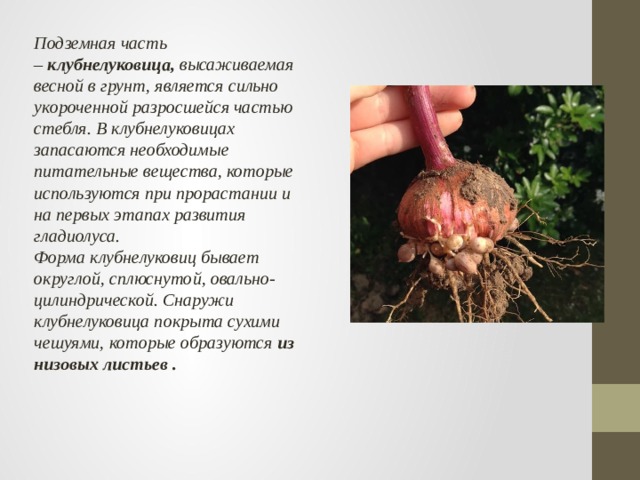 Подземная часть –  клубнелуковица,  высаживаемая весной в грунт, является сильно укороченной разросшейся частью стебля. В клубнелуковицах запасаются необходимые питательные вещества, которые используются при прорастании и на первых этапах развития гладиолуса.   Форма клубнелуковиц бывает округлой, сплюснутой, овально-цилиндрической. Снаружи клубнелуковица покрыта сухими чешуями, которые образуются  из низовых листьев . 