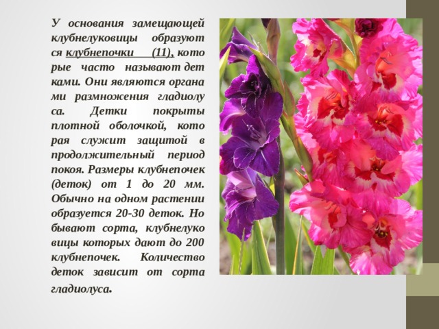 У основания замещающей клубнелуковицы образуют ся  клубнепочки (11),  кото рые часто называют дет ками. Они являются органа ми размножения гладиолу са. Детки покрыты плотной оболочкой, кото рая служит защитой в продолжительный период покоя. Размеры клубнепочек (деток) от 1 до 20 мм. Обычно на одном растении образуется 20-30 деток. Но бывают сорта, клубнелуко вицы которых дают до 200 клубнепочек. Количество деток зависит от сорта гладиолуса . 