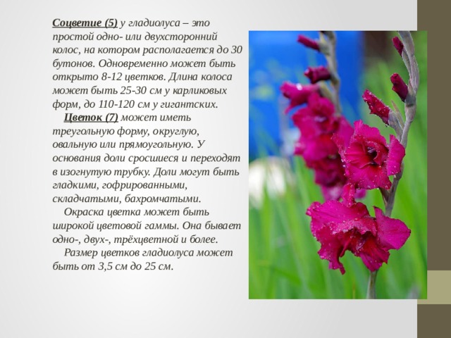 Соцветие (5)  у гладиолуса – это простой одно- или двухсторонний колос, на котором располагается до 30 бутонов. Одновременно может быть открыто 8-12 цветков. Длина колоса может быть 25-30 см у карликовых форм, до 110-120 см у гигантских.        Цветок (7)  может иметь треугольную форму, округлую, овальную или прямоугольную. У основания доли сросшиеся и переходят в изогнутую трубку. Доли могут быть гладкими, гофрированными, складчатыми, бахромчатыми.       Окраска цветка может быть широкой цветовой гаммы. Она бывает одно-, двух-, трёхцветной и более.      Размер цветков гладиолуса может быть от 3,5 см до 25 см.              