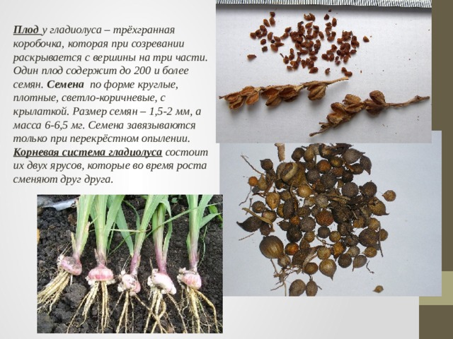 Плод у гладиолуса – трёхгранная коробочка, которая при созревании раскрывается с вершины на три части. Один плод содержит до 200 и более семян.  Семена  по форме круглые, плотные, светло-коричневые, с крылаткой. Размер семян – 1,5-2 мм, а масса 6-6,5 мг. Семена завязываются только при перекрёстном опылении. Корневая система гладиолуса  состоит их двух ярусов, которые во время роста сменяют друг друга.  