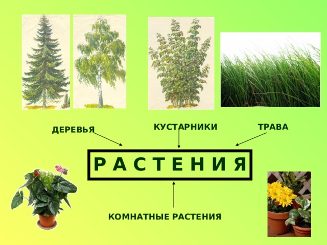 КУСТАРНИКИ ТРАВА ДЕРЕВЬЯ Р А С Т Е Н И Я КОМНАТНЫЕ РАСТЕНИЯ 