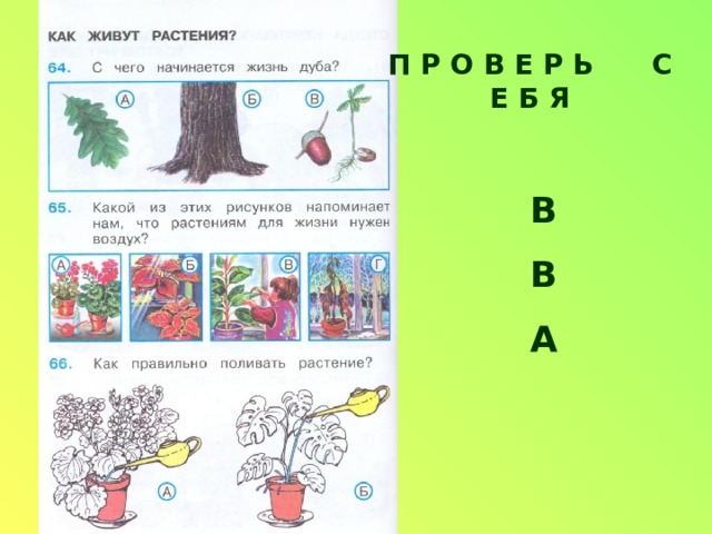 П Р О В Е Р Ь С Е Б Я В В А 