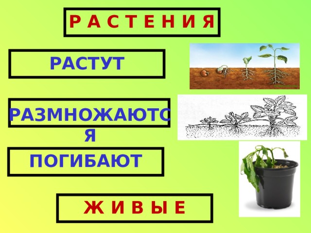 Р А С Т Е Н И Я РАСТУТ РАЗМНОЖАЮТСЯ ПОГИБАЮТ Ж И В Ы Е 