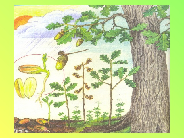 Жёлуди — плоды дуба. В каждом желуде — одно крупное семя. Жизнь дуба начинается с желудя. В этот гладкий колобок Бронзового цвета Спрятан маленький дубок Будущего лета. 