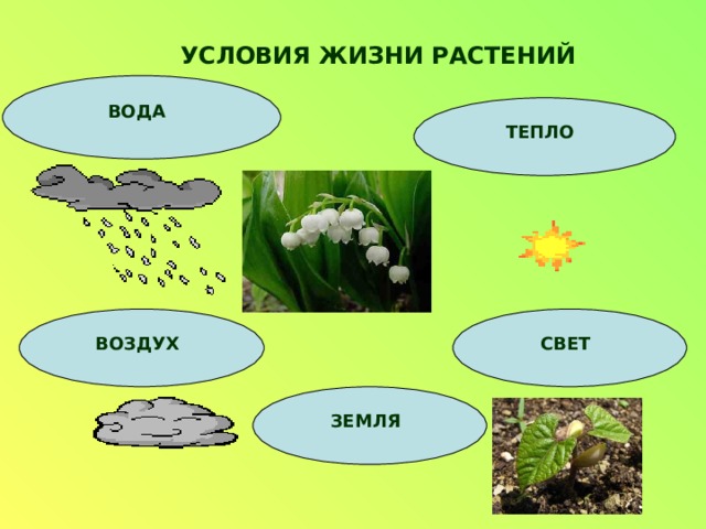 УСЛОВИЯ ЖИЗНИ РАСТЕНИЙ ВОДА ТЕПЛО СВЕТ ВОЗДУХ ЗЕМЛЯ 
