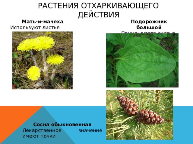 Растения отхаркивающего действия Мать-и-мачеха Подорожник большой Используют листья Применяются листья Сосна обыкновенная Лекарственное значение имеют почки 