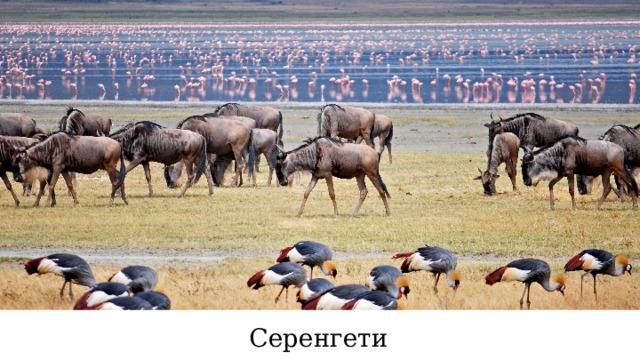 Серенгети 